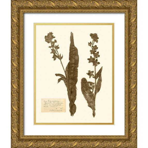 Vision Studio 12x14 Gold Ornate Wood Framed with Double Matting Museum Art Print Titled - Pressed Flower Study IV