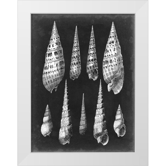 Vision Studio 12x14 White Modern Wood Framed Museum Art Print Titled - Alabaster Shells II
