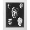thumbnail image 1 of Vision Studio 12x14 White Modern Wood Framed Museum Art Print Titled - Alabaster Shells VI, 1 of 4