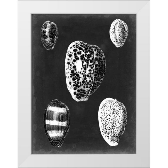 Vision Studio 12x14 White Modern Wood Framed Museum Art Print Titled - Alabaster Shells VI