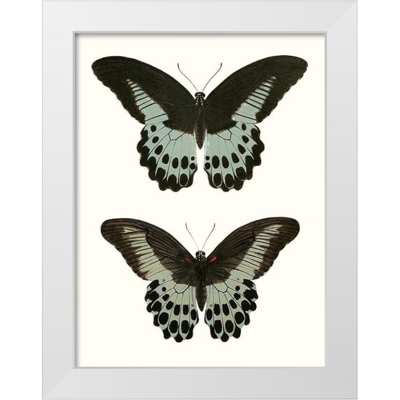 Vision Studio 12x14 White Modern Wood Framed Museum Art Print Titled - Antique Blue Butterflies II