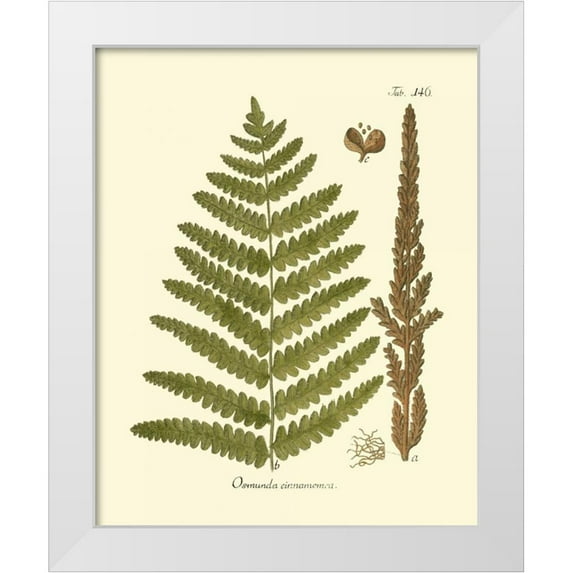 Vision Studio 12x14 White Modern Wood Framed Museum Art Print Titled - Antique Fern VI