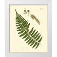 thumbnail image 1 of Vision Studio 12x14 White Modern Wood Framed Museum Art Print Titled - Antique Fern V, 1 of 4