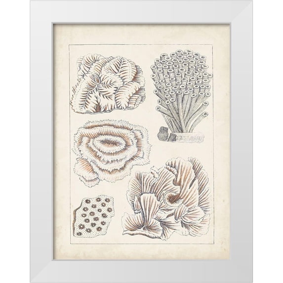 Vision Studio 12x14 White Modern Wood Framed Museum Art Print Titled - Antique White Coral I