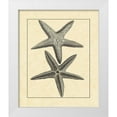 thumbnail image 1 of Vision Studio 12x14 White Modern Wood Framed Museum Art Print Titled - AntiqueandDeckle Vintage Starfish I, 1 of 4