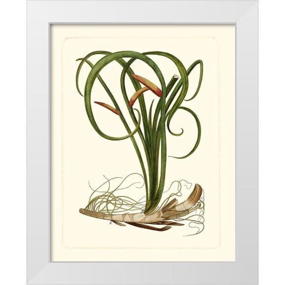 Vision Studio 12x14 White Modern Wood Framed Museum Art Print Titled - Exotic Flora VI