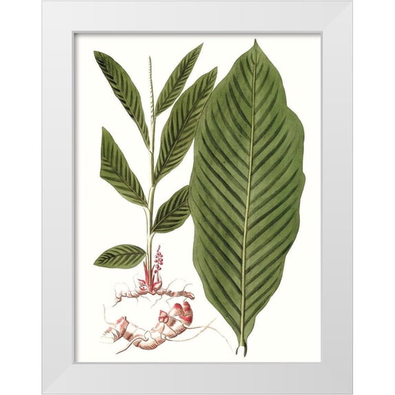Vision Studio 12x14 White Modern Wood Framed Museum Art Print Titled - Leaves of the Tropics IV