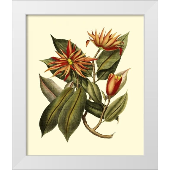 Vision Studio 12x14 White Modern Wood Framed Museum Art Print Titled - Magnificent Foliage I