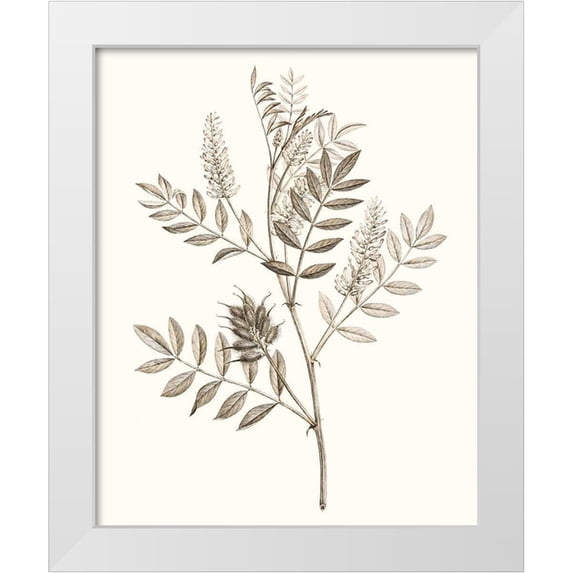 Vision Studio 12x14 White Modern Wood Framed Museum Art Print Titled - Neutral Botanical Study III