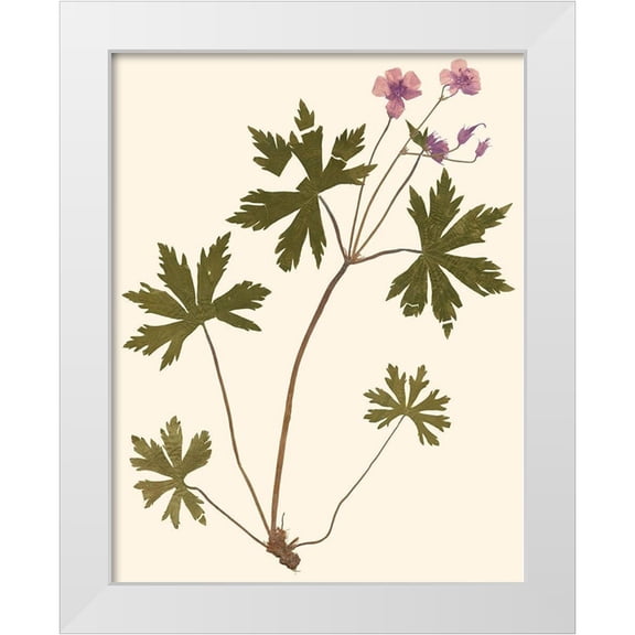Vision Studio 12x14 White Modern Wood Framed Museum Art Print Titled - Pressed Botanical III