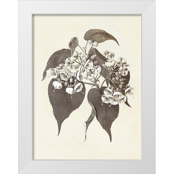 Vision Studio 12x14 White Modern Wood Framed Museum Art Print Titled - Sepia Botanicals II