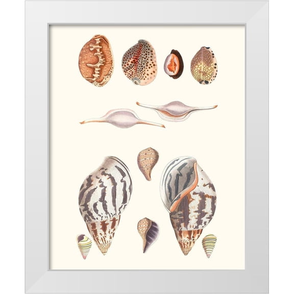 Vision Studio 12x14 White Modern Wood Framed Museum Art Print Titled - Shell Collection II
