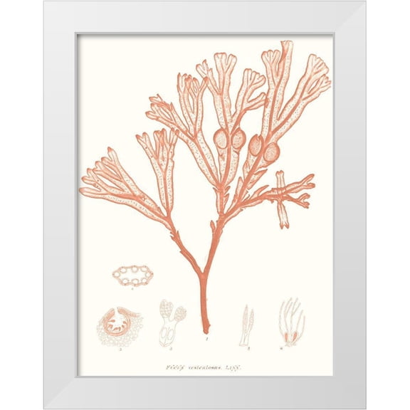Vision Studio 12x14 White Modern Wood Framed Museum Art Print Titled - Vivid Coral Seaweed III