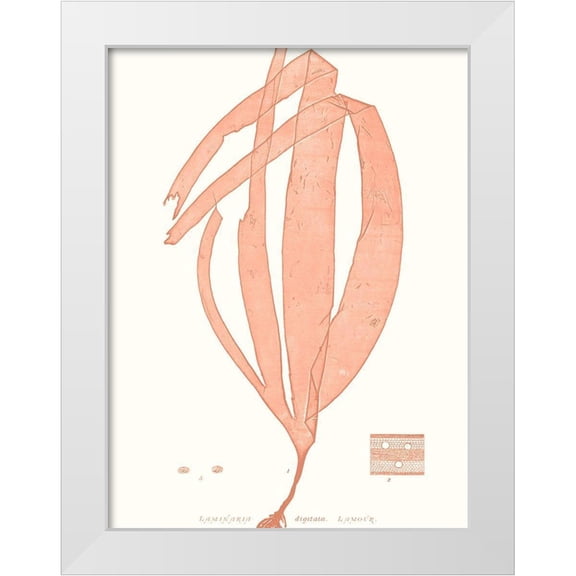 Vision Studio 12x14 White Modern Wood Framed Museum Art Print Titled - Vivid Coral Seaweed I