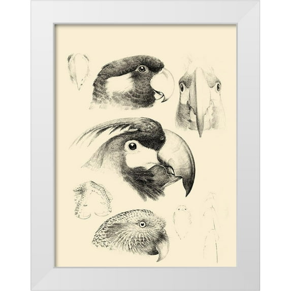 Vision Studio 12x14 White Modern Wood Framed Museum Art Print Titled - Waterbird Sketchbook III