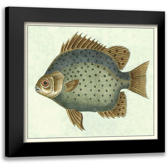 Vision Studio 13x12 Black Modern Framed Museum Art Print Titled - Butterfly Fish II