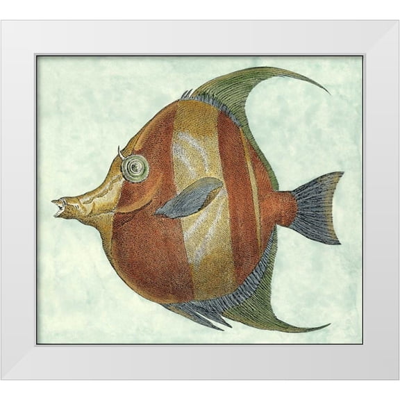 Vision Studio 13x12 White Modern Wood Framed Museum Art Print Titled - Small Angel Fish II