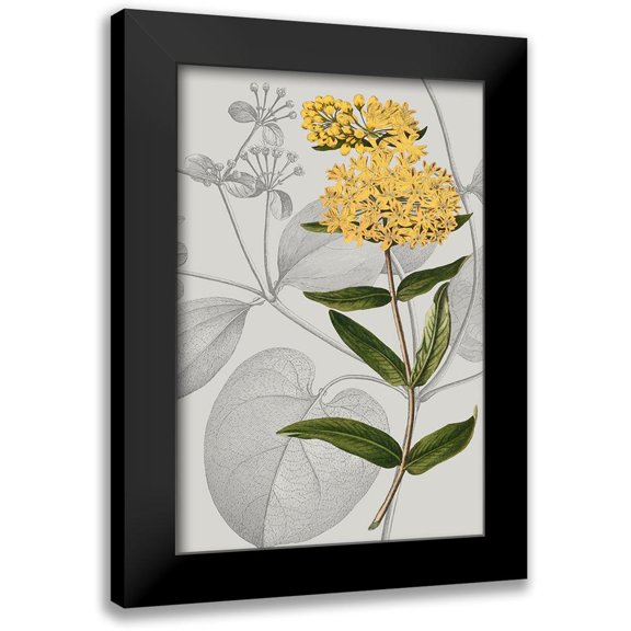 Vision Studio 13x18 Black Modern Framed Museum Art Print Titled - Botanical Arrangement V