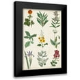 thumbnail image 1 of Vision Studio 13x18 Black Modern Framed Museum Art Print Titled - Botanical Chart II, 1 of 5