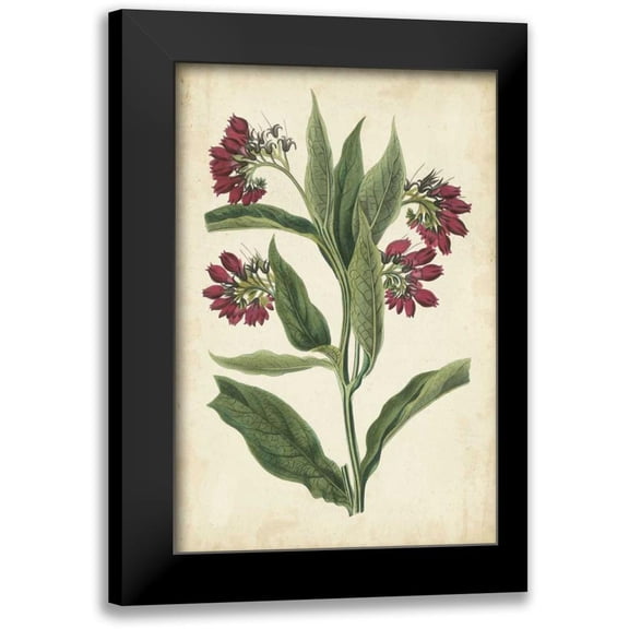 Vision Studio 13x18 Black Modern Framed Museum Art Print Titled - Botanical Display IV