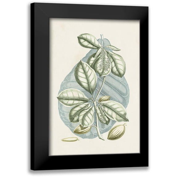Vision Studio 13x18 Black Modern Framed Museum Art Print Titled - Buchoz Tropicals VI
