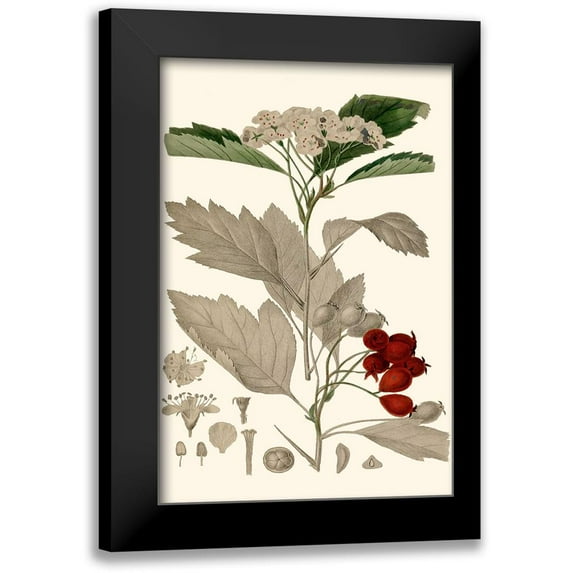 Vision Studio 13x18 Black Modern Framed Museum Art Print Titled - Leaves And Berries I