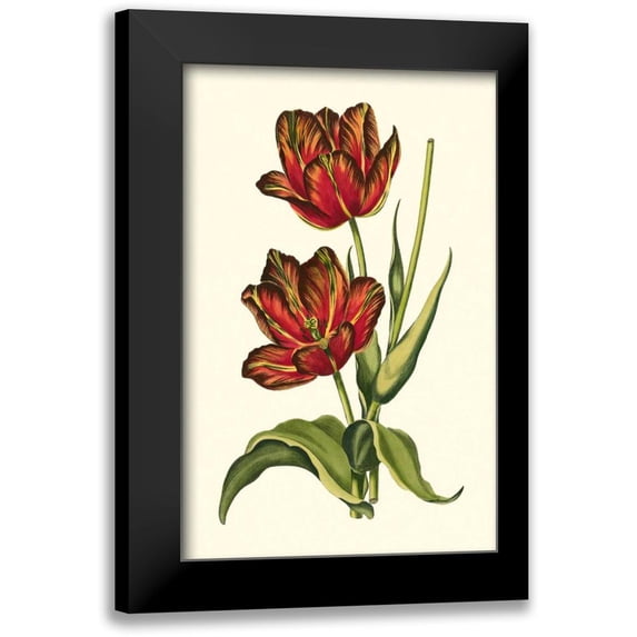 Vision Studio 13x18 Black Modern Framed Museum Art Print Titled - Vintage Tulips V