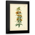 thumbnail image 1 of Vision Studio 13x18 Black Modern Framed Museum Art Print Titled - Yellow Curtis Botanical IV, 1 of 5