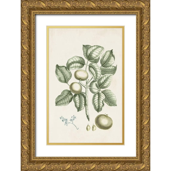 Vision Studio 13x18 Gold Ornate Wood Framed with Double Matting Museum Art Print Titled - Buchoz Tropicals I