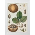 thumbnail image 1 of Vision Studio 13x18 White Modern Wood Framed Museum Art Print Titled - Exotic Botanique III, 1 of 4
