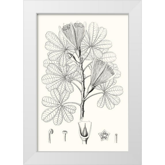 Vision Studio 13x18 White Modern Wood Framed Museum Art Print Titled - Illustrative Leaves II