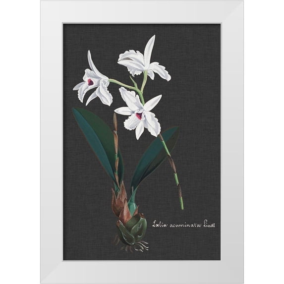 Vision Studio 13x18 White Modern Wood Framed Museum Art Print Titled - Orchid on Slate V