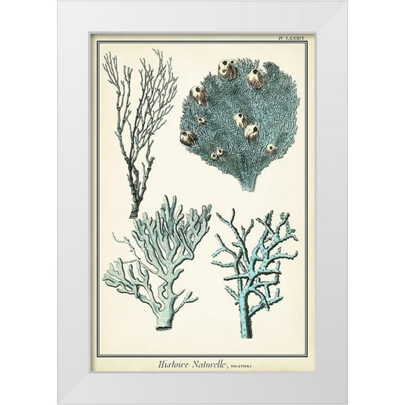 Vision Studio 13x18 White Modern Wood Framed Museum Art Print Titled - Oversize Coral Species II