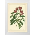 thumbnail image 1 of Vision Studio 13x18 White Modern Wood Framed Museum Art Print Titled - Red Curtis Botanical III, 1 of 4