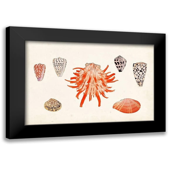 Vision Studio 14x11 Black Modern Framed Museum Art Print Titled - Antique Shell Anthology IV