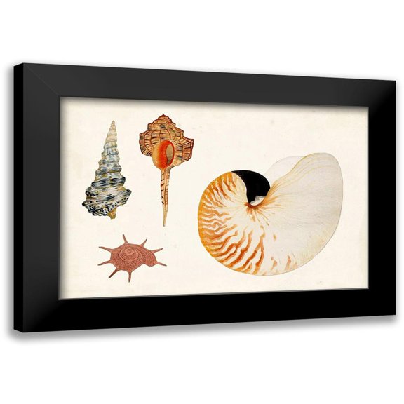 Vision Studio 14x11 Black Modern Framed Museum Art Print Titled - Antique Shell Anthology I