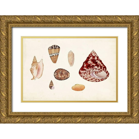 Vision Studio 14x11 Gold Ornate Wood Framed with Double Matting Museum Art Print Titled - Antique Shell Anthology V