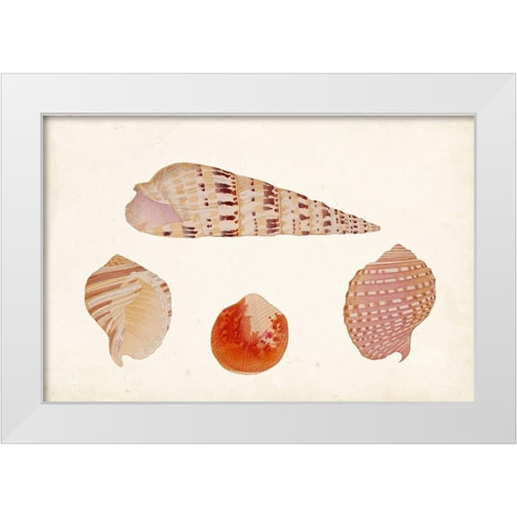 Vision Studio 14x11 White Modern Wood Framed Museum Art Print Titled - Antique Shell Anthology VII