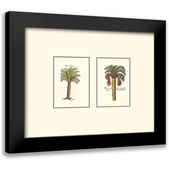 Vision Studio 14x12 Black Modern Framed Museum Art Print Titled - Miniature Palm IV