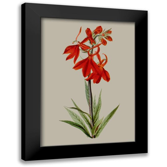 Vision Studio 14x18 Black Modern Framed Museum Art Print Titled - Botanical Array VII