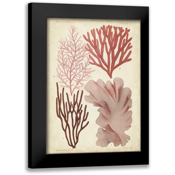 Vision Studio 14x18 Black Modern Framed Museum Art Print Titled - Seaweed Specimen in Coral III