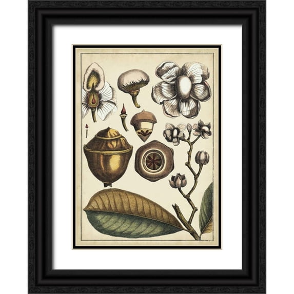 Vision Studio 14x18 Black Ornate Wood Framed with Double Matting Museum Art Print Titled - Ivory Botanical Study VI
