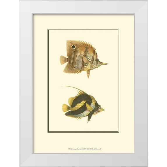 Vision Studio 14x18 White Modern Wood Framed Museum Art Print Titled - Antique Tropical Fish II