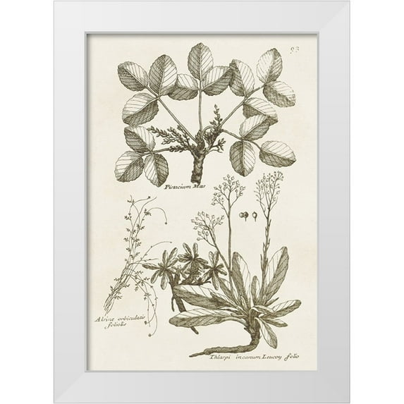 Vision Studio 14x18 White Modern Wood Framed Museum Art Print Titled - Sepia Botanical Journal VI