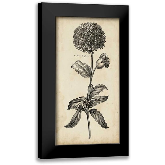 Vision Studio 14x24 Black Modern Framed Museum Art Print Titled - Singular Beauty II