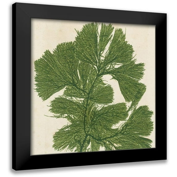 Vision Studio 15x15 Black Modern Framed Museum Art Print Titled - Brilliant Seaweed IV