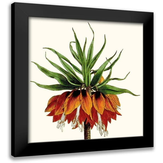 Vision Studio 15x15 Black Modern Framed Museum Art Print Titled - Cropped Antique Botanical V