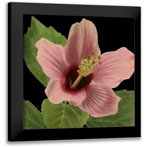 Vision Studio 15x15 Black Modern Framed Museum Art Print Titled - Dramatic Tropical Vision II