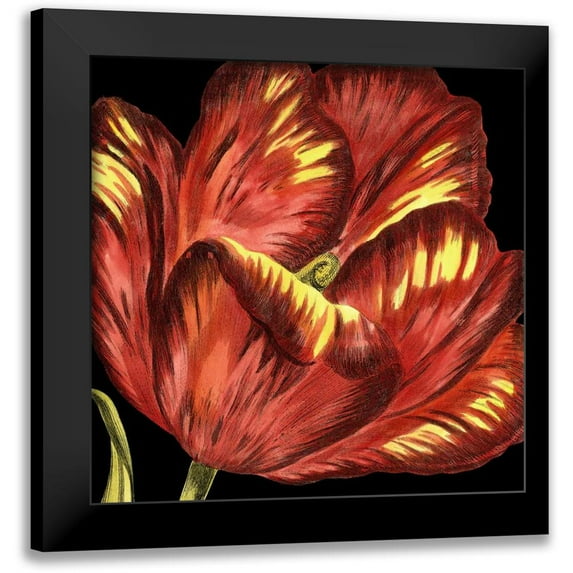 Vision Studio 15x15 Black Modern Framed Museum Art Print Titled - Mini Transitional Tulip I