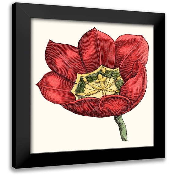 Vision Studio 15x15 Black Modern Framed Museum Art Print Titled - Tulip Garden VIII